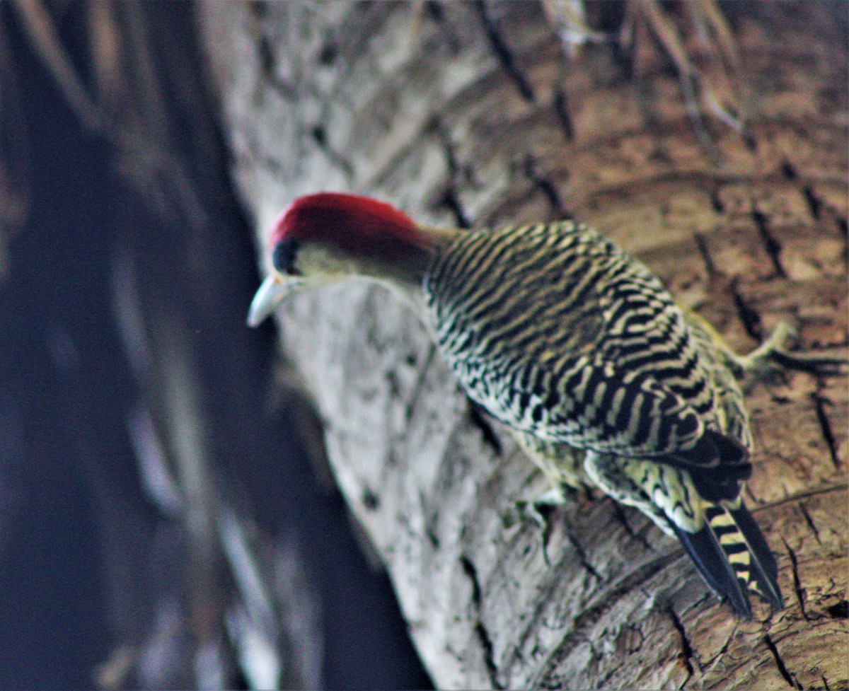 West Indian Woodpecker - ML645839997