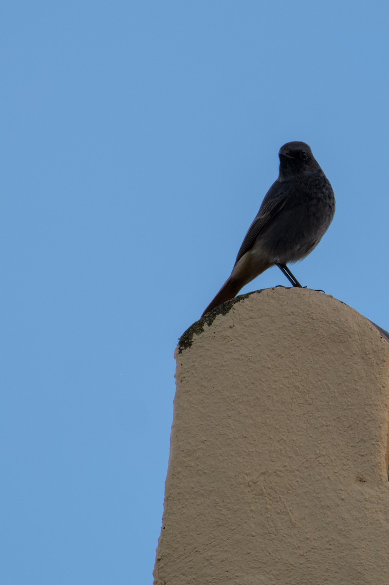 Black Redstart - ML645839999