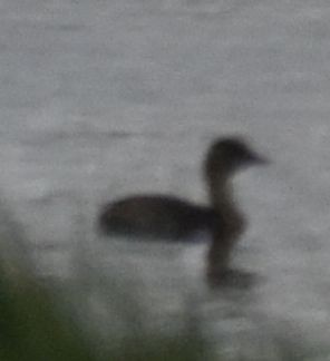 Little Grebe - ML645840000