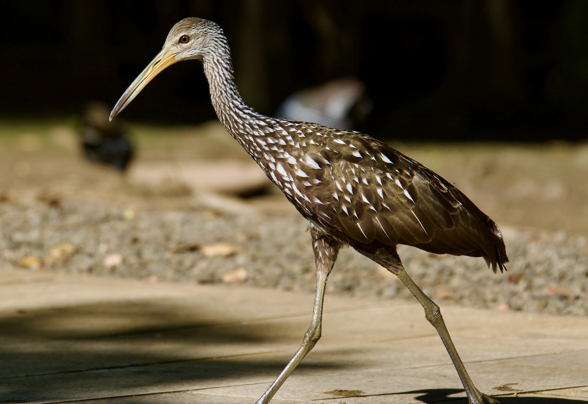 Limpkin - ML645840001