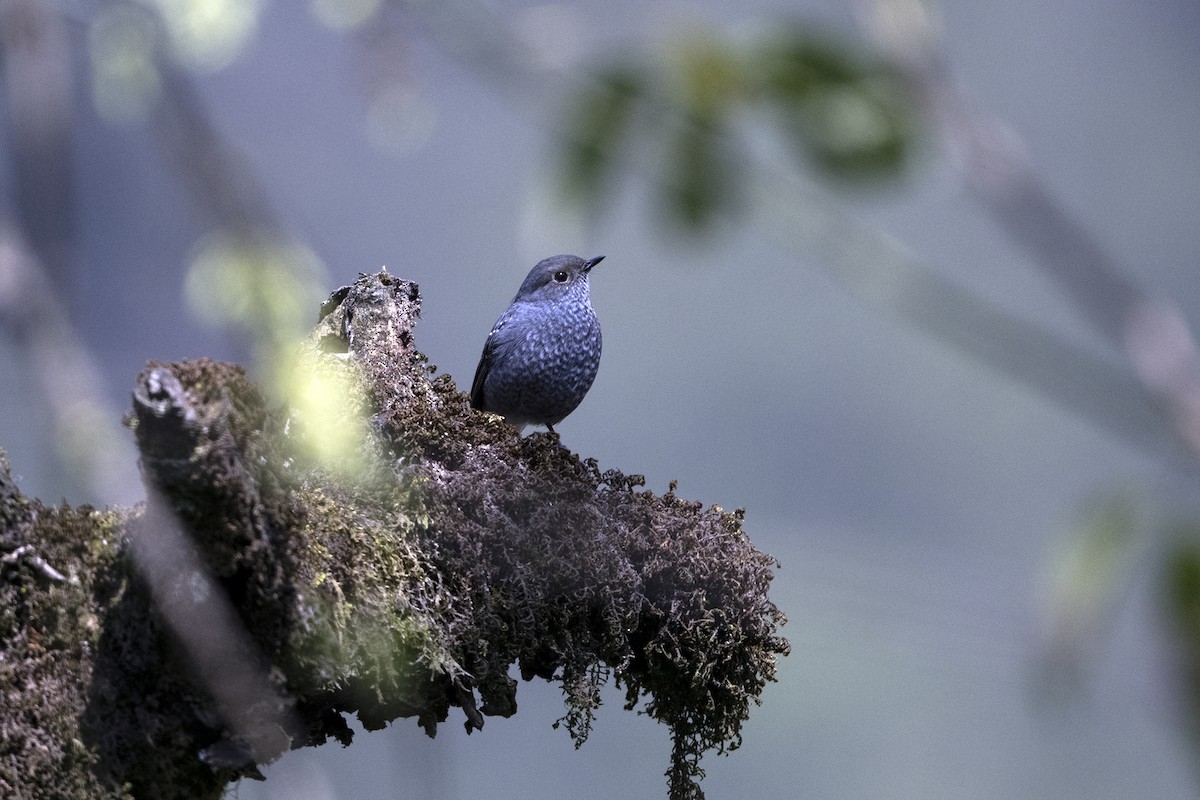 Plumbeous Redstart - ML645840003
