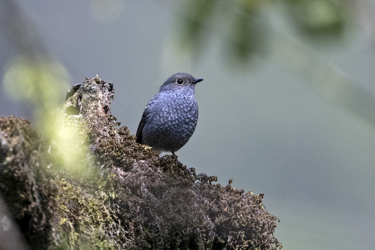 Plumbeous Redstart - ML645840004