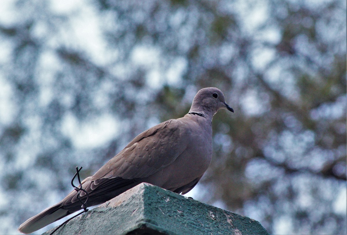 Eurasian Collared-Dove - ML645840005