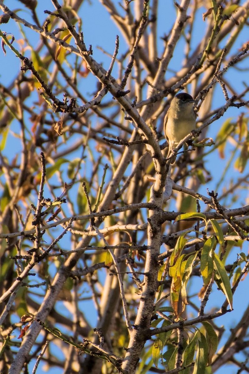 Eurasian Blackcap - ML645840007