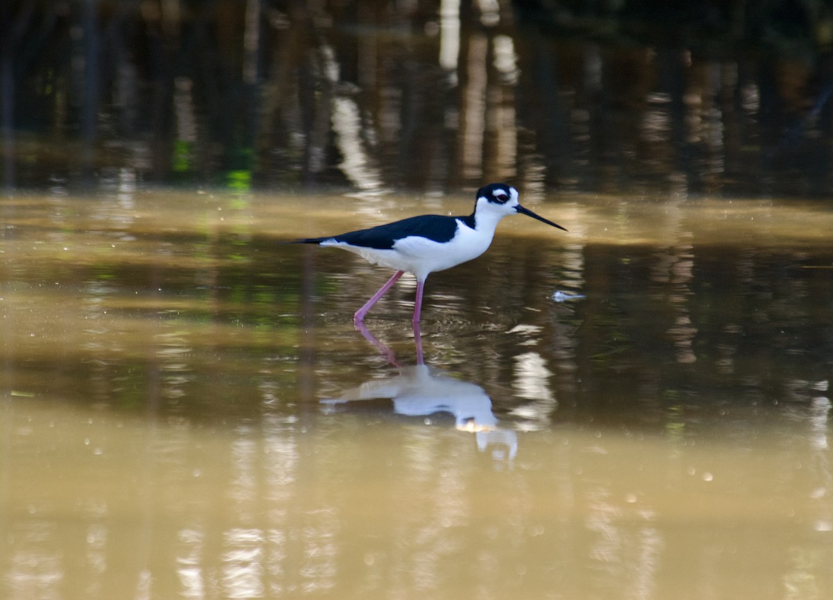 Black-necked Stilt - ML645840008