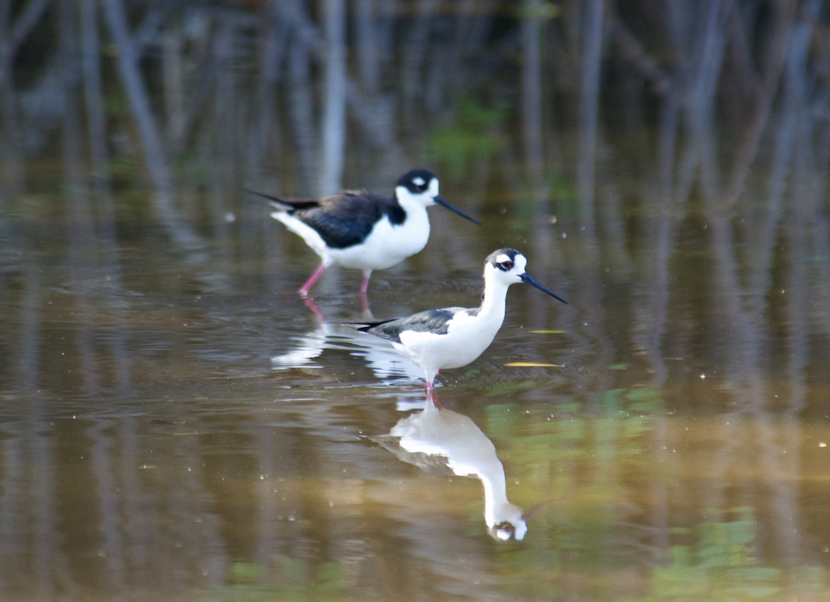 Black-necked Stilt - ML645840009