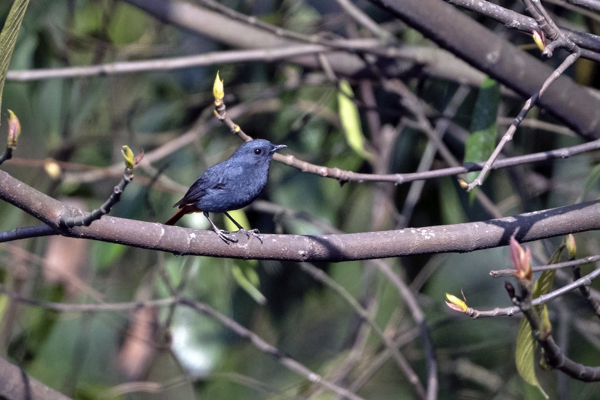 Plumbeous Redstart - ML645840010