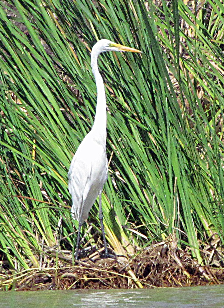 Great Egret - ML645840011