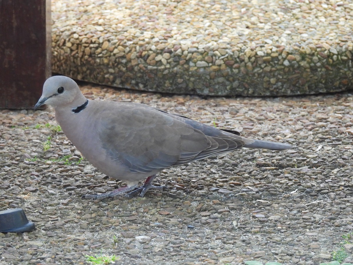 Ring-necked Dove - ML645840012