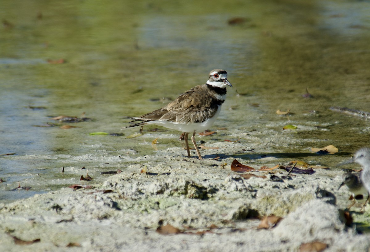 Killdeer - ML645840014