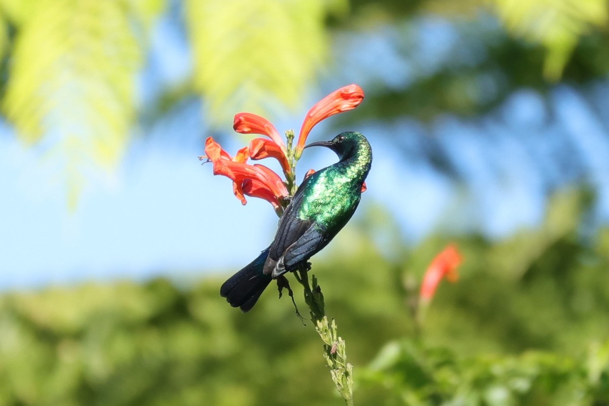 Purple-banded Sunbird - ML645840017