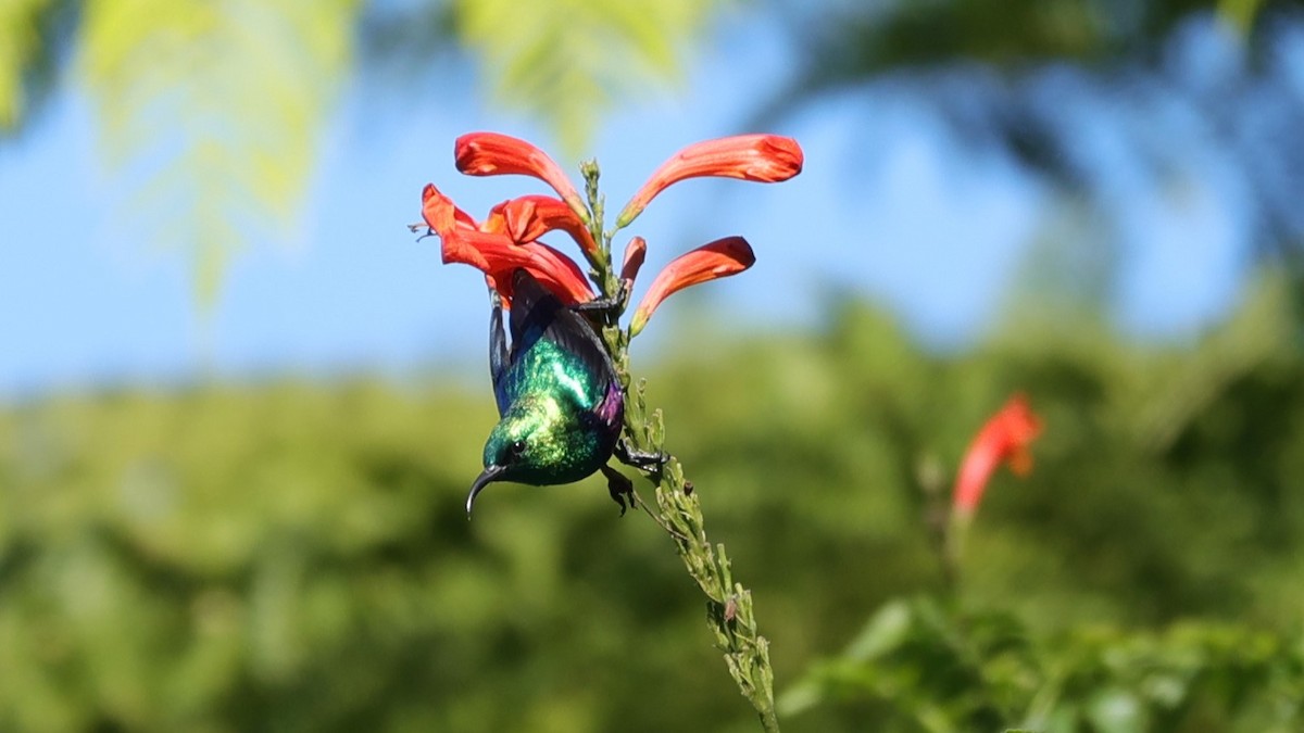 Purple-banded Sunbird - ML645840018
