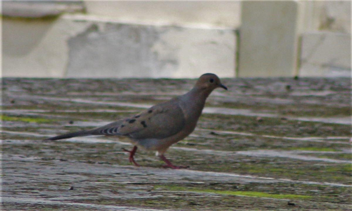 Mourning Dove - ML645840019