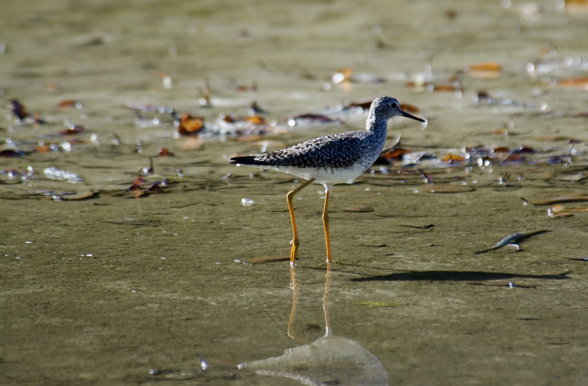 Lesser Yellowlegs - ML645840020