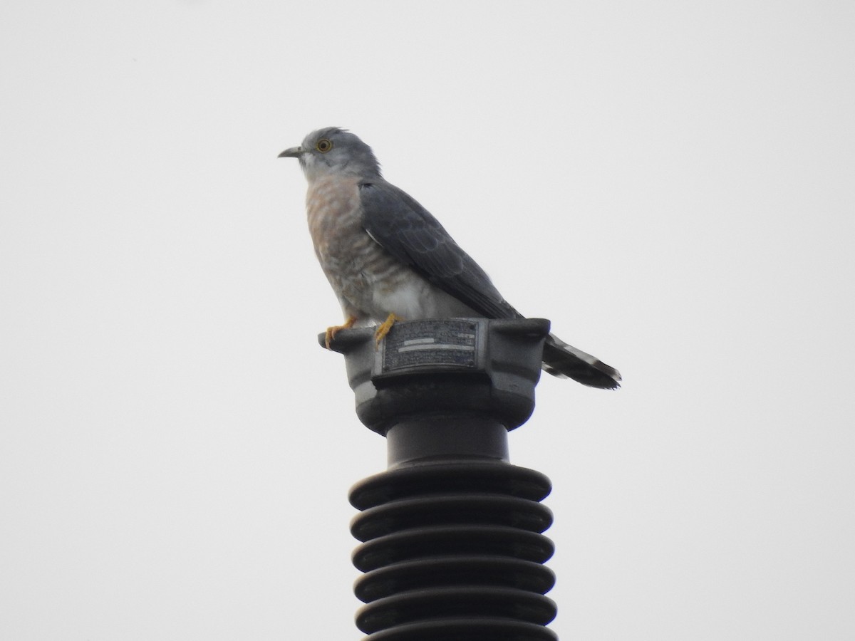 Common Hawk-Cuckoo - ML645840021