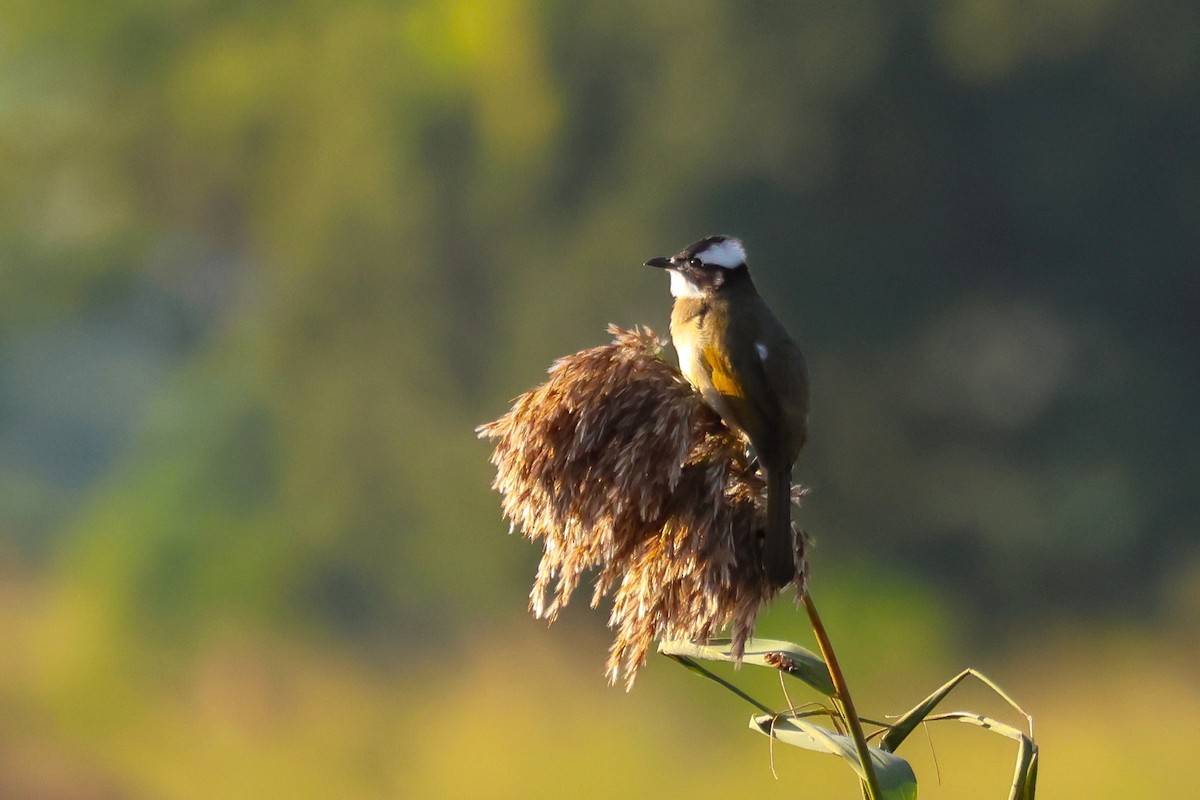 Light-vented Bulbul - ML645840022