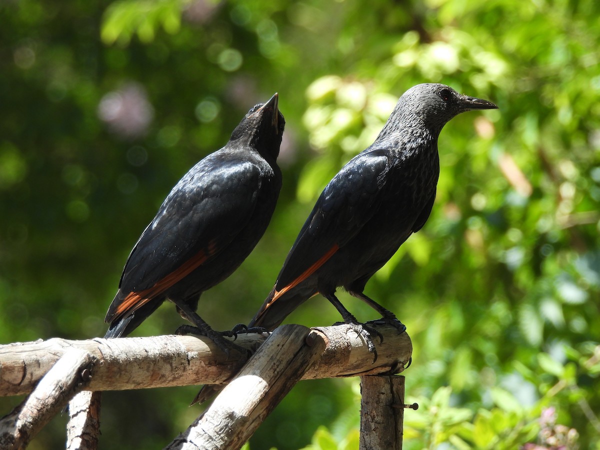 Kızılkanat - ML645840023