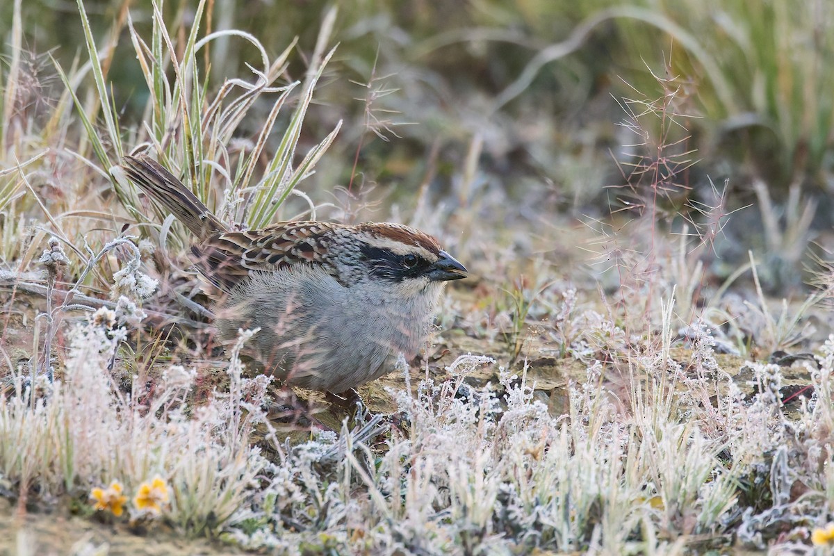 Striped Sparrow - ML645840025
