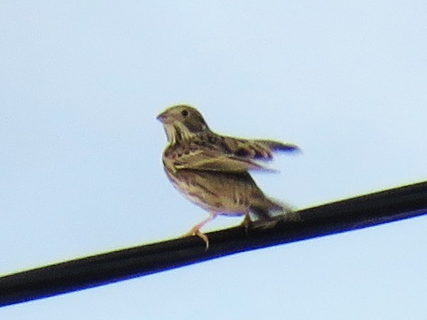 Corn Bunting - ML645840026