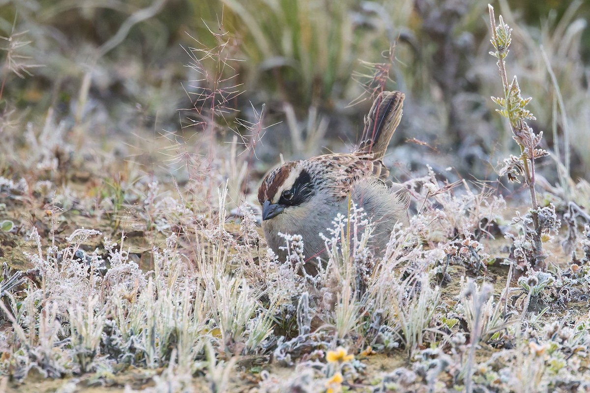 Striped Sparrow - ML645840027