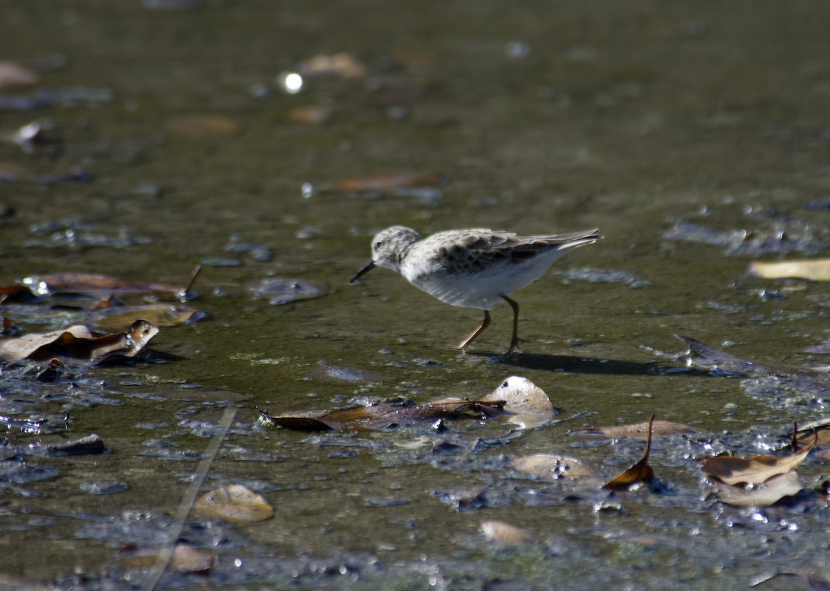 Least Sandpiper - ML645840028