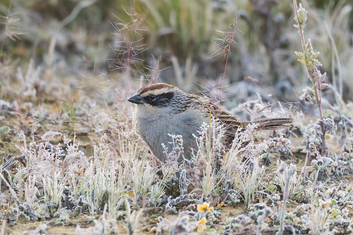 Striped Sparrow - ML645840029