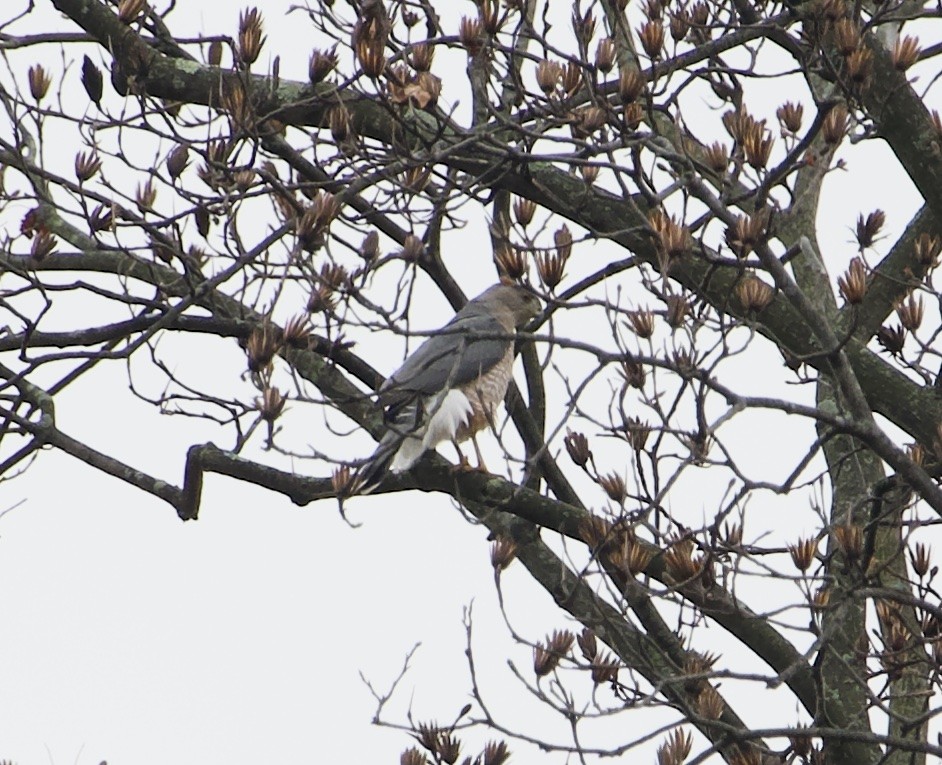 Cooper's Hawk - ML645840030