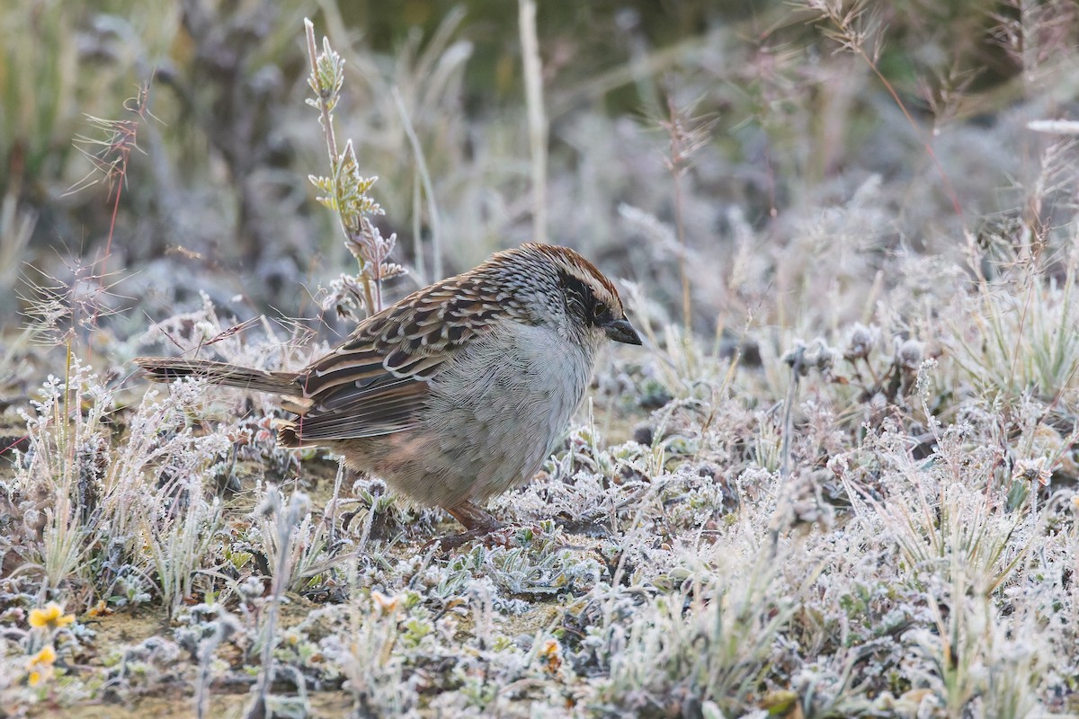 Striped Sparrow - ML645840034