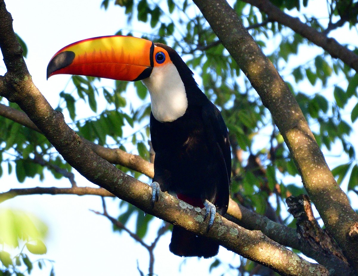 Toco Toucan - ML645840035