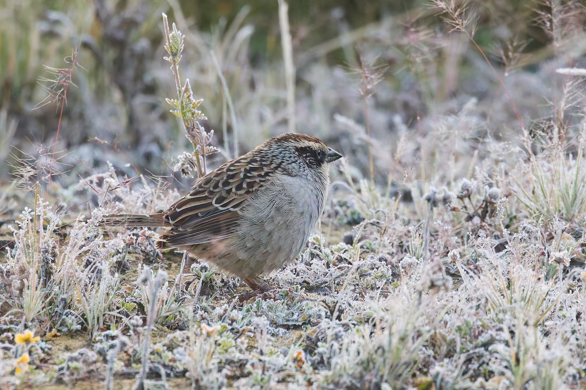 Striped Sparrow - ML645840036