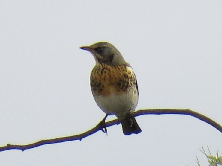 Fieldfare - ML645840038