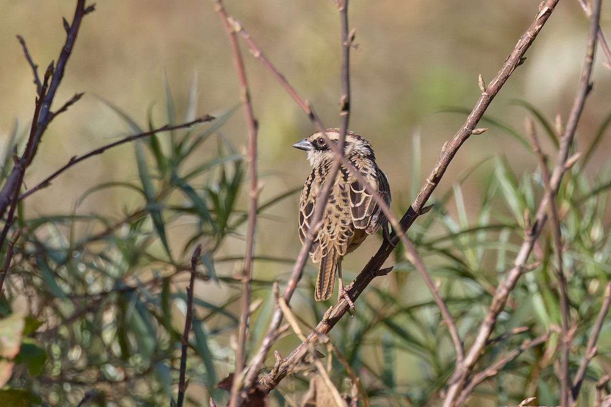 Striped Sparrow - ML645840039