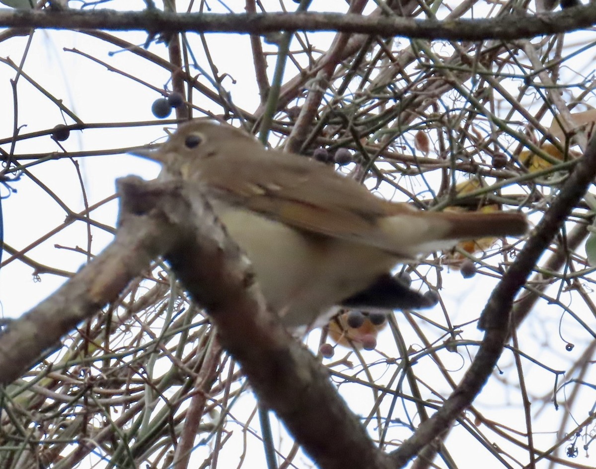 קיכלי חלוד-זנב - ML645840040