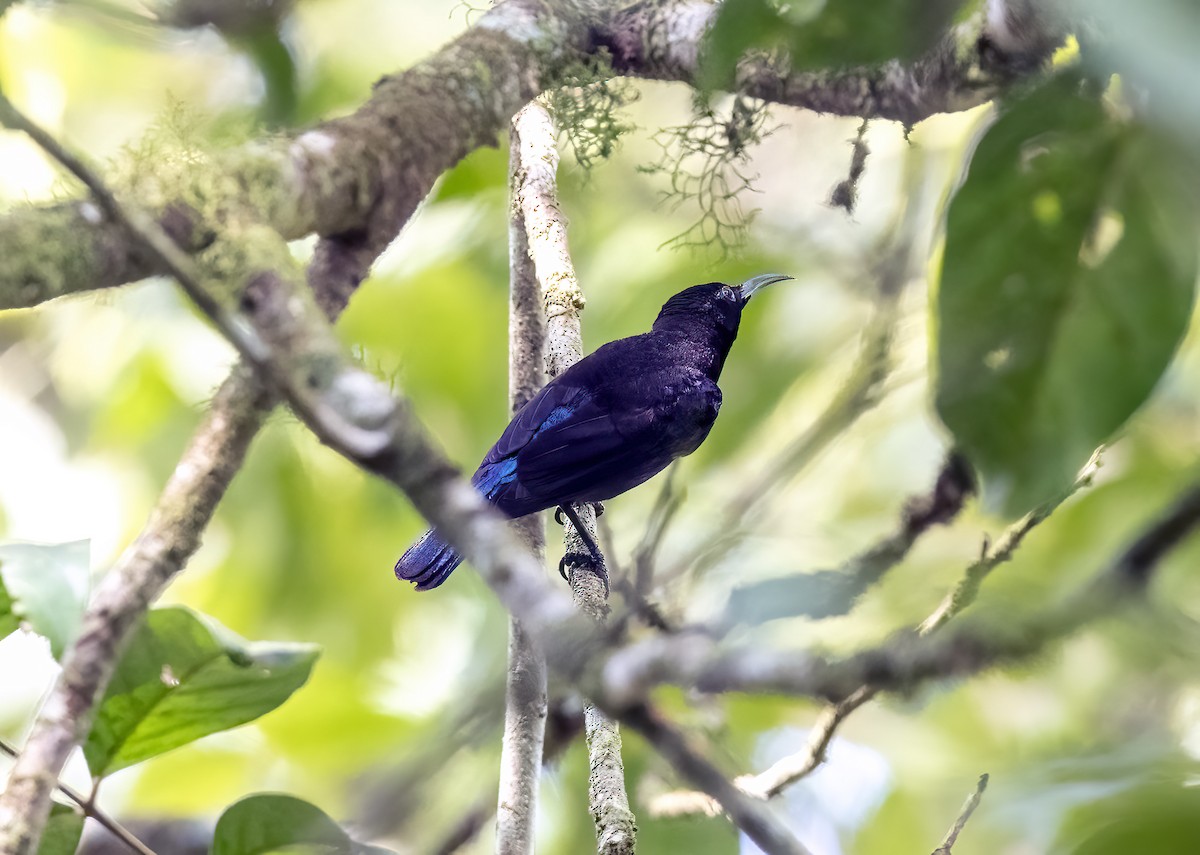 strdimil černý - ML645840042