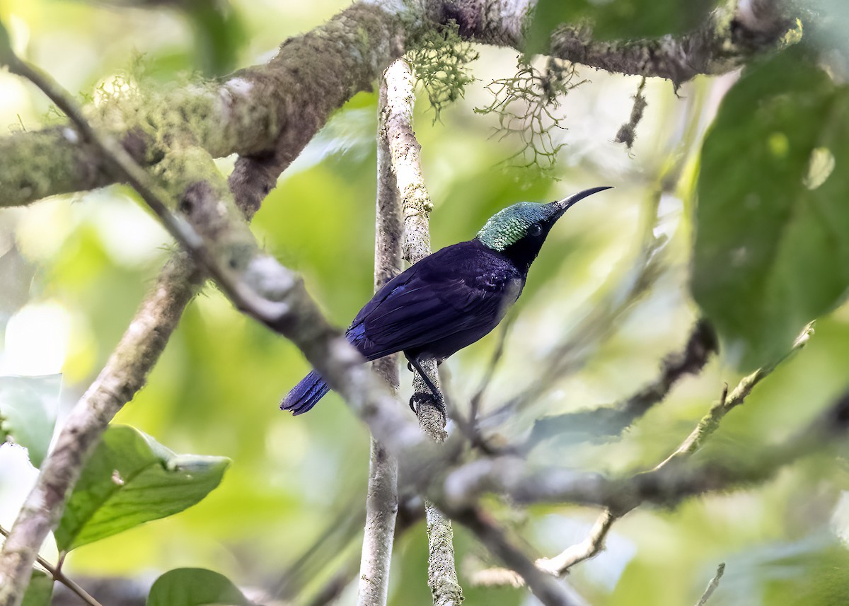 strdimil černý - ML645840043