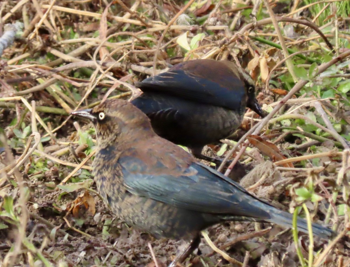 Rusty Blackbird - ML645840046