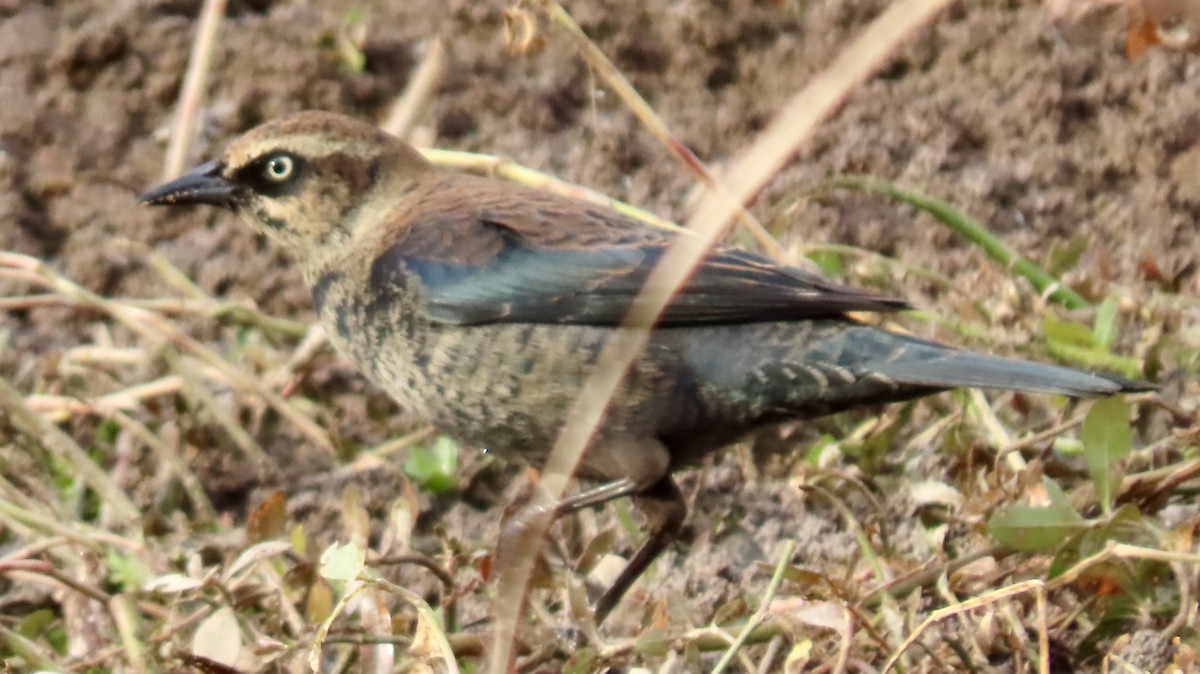 Rusty Blackbird - ML645840047