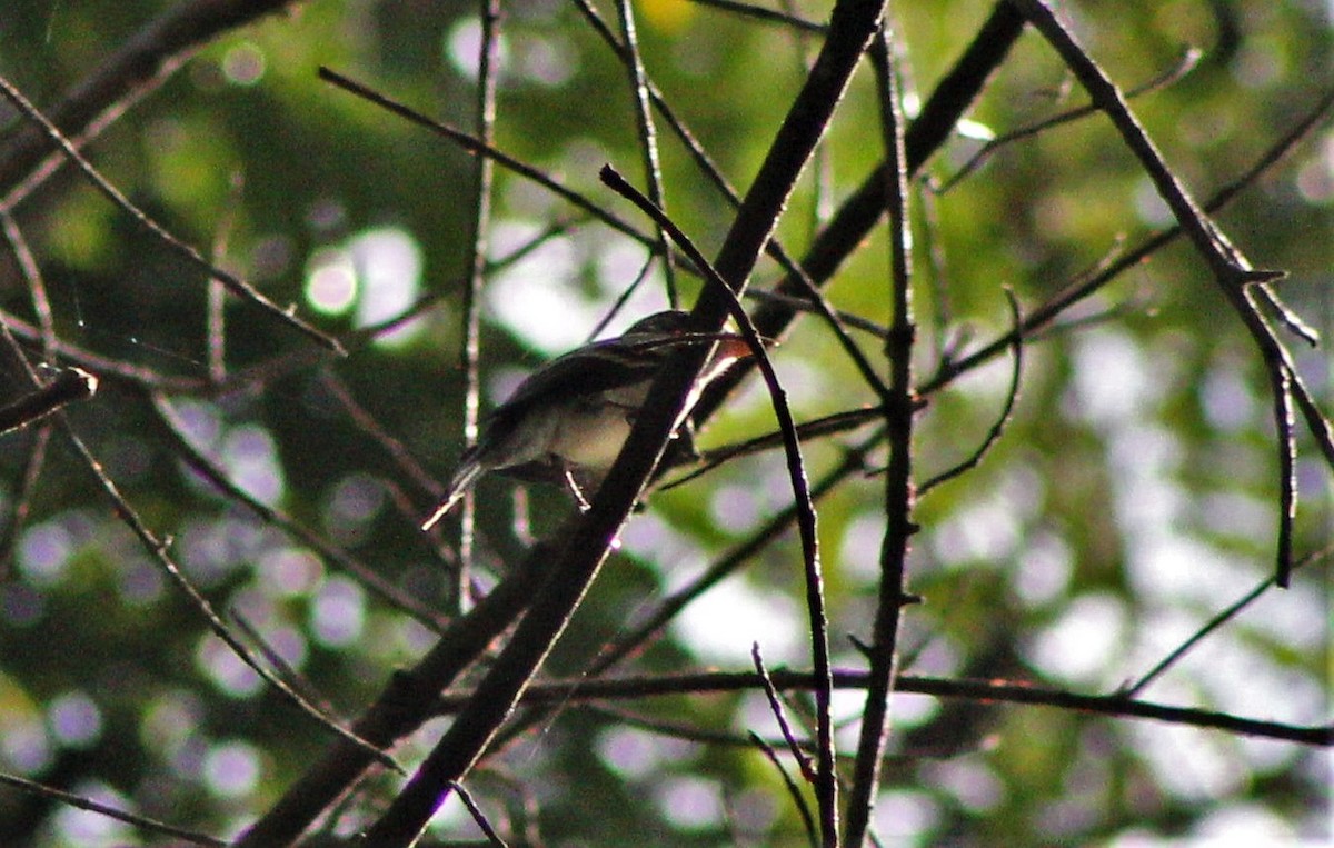 Eastern Wood-Pewee - ML645840049