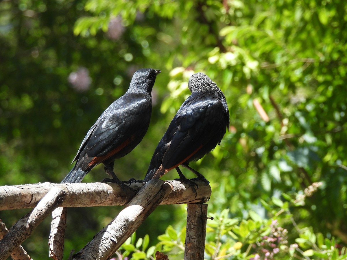 Kızılkanat - ML645840050