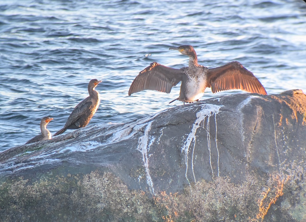 Great Cormorant - ML645840051
