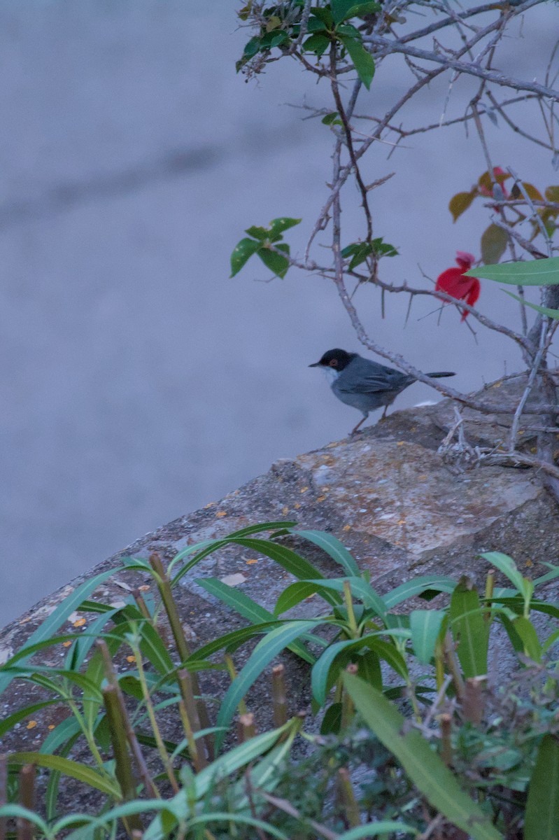 Txinbo burubeltza - ML645840058