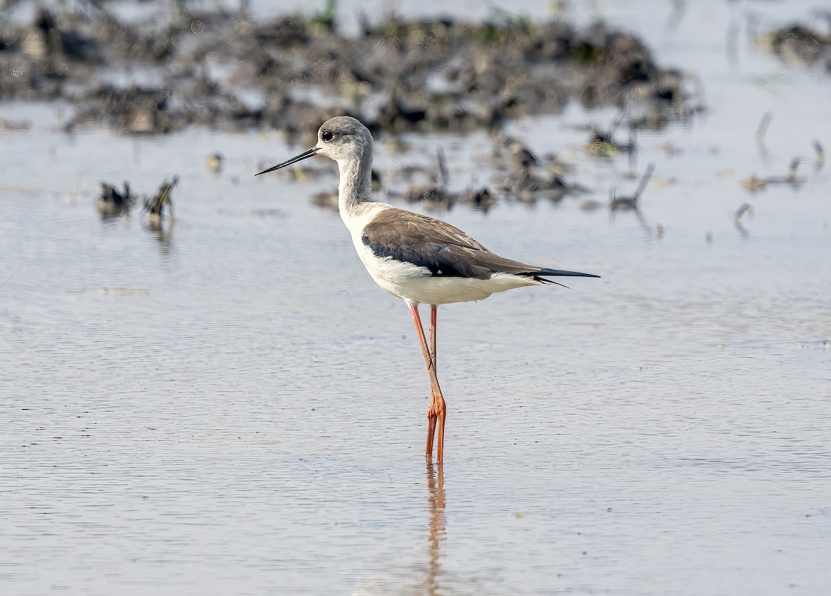 pisila čáponohá - ML645840066