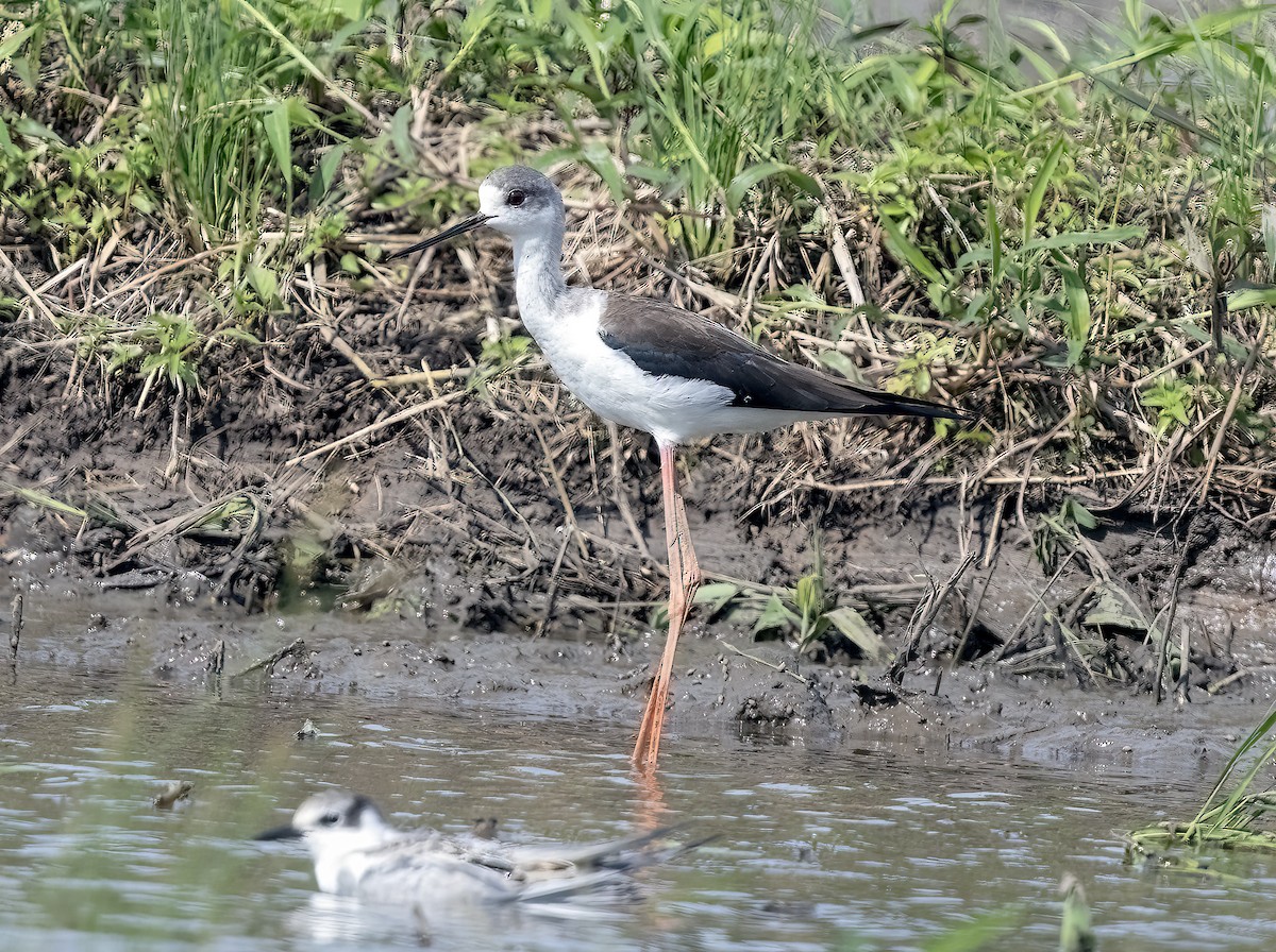 pisila čáponohá - ML645840068