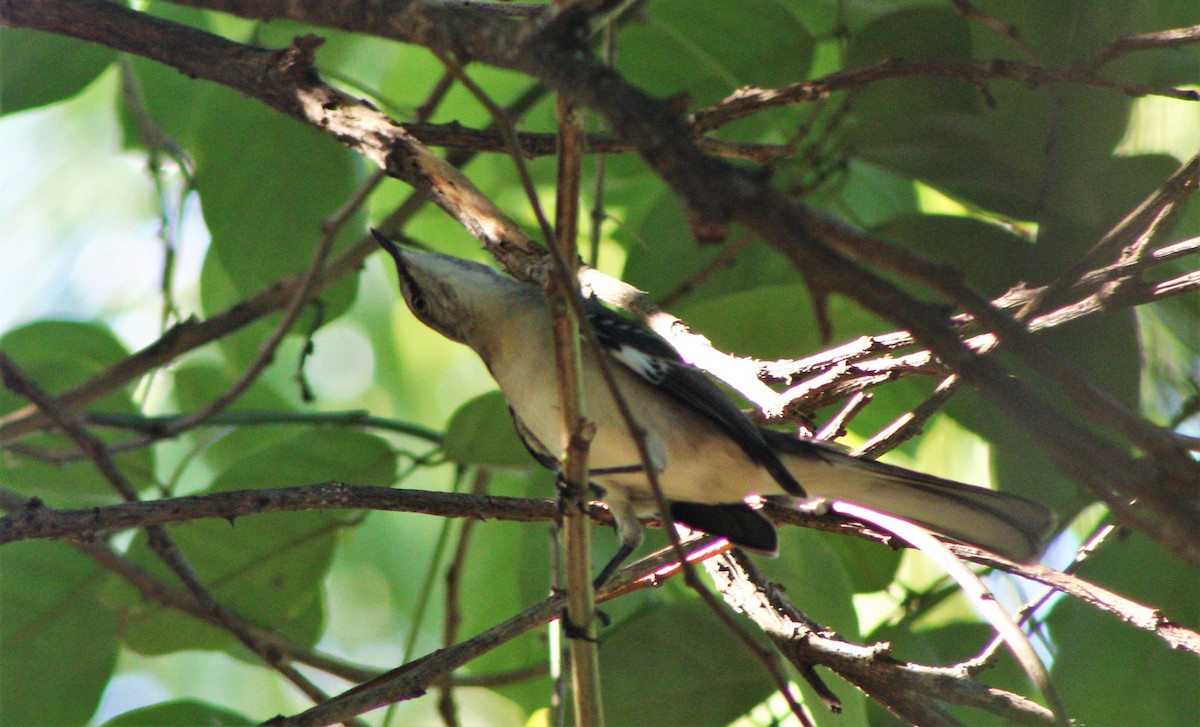 Northern Mockingbird - ML645840069