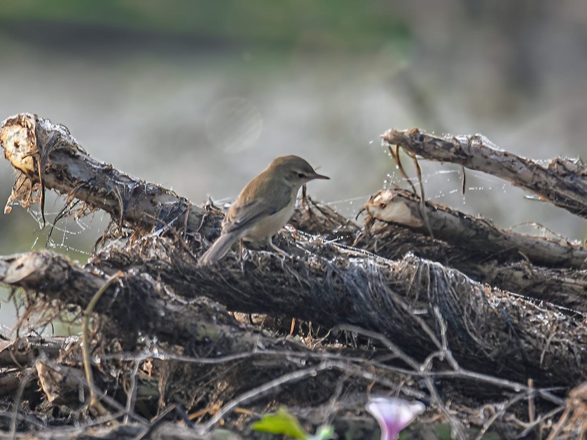 Booted Warbler - ML645840070