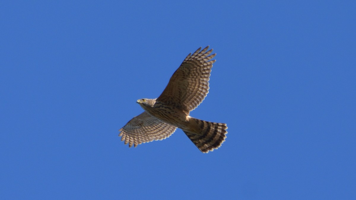 jestřáb lesní - ML645840071