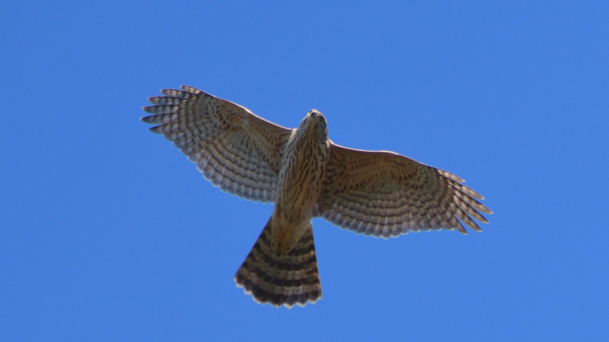 jestřáb lesní - ML645840072