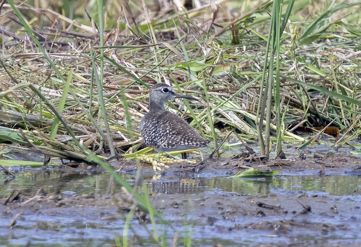 bekasina lesní - ML645840077