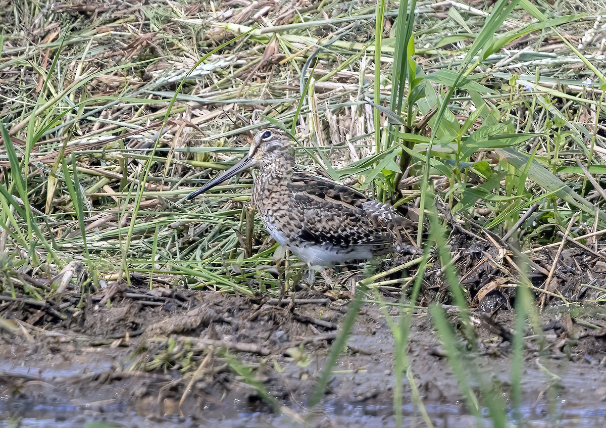 bekasina lesní - ML645840078