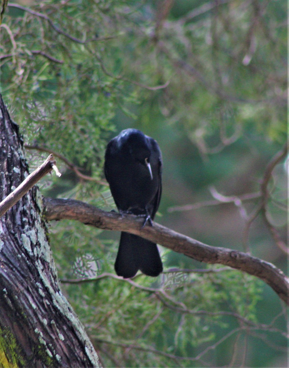 Cuban Blackbird - ML645840079
